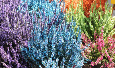 pattern made out of colorized heather, background