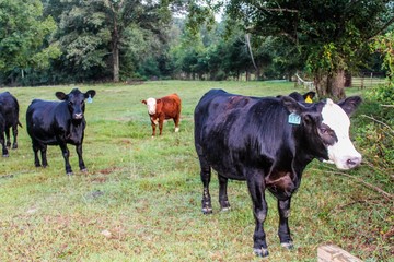 Black Angus Cows with Great Dane dog in Pasture