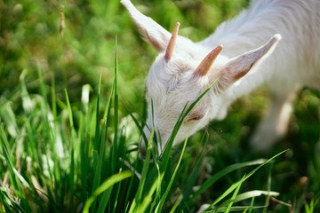 cat in grass