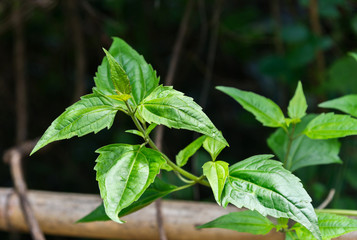 Bitter bush, Siam weed(Eupatorium odoratum)