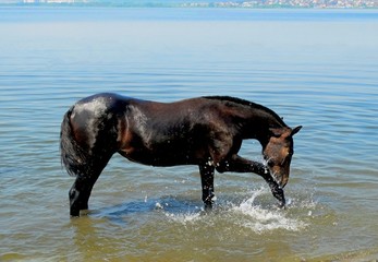 Horse at a watering place.