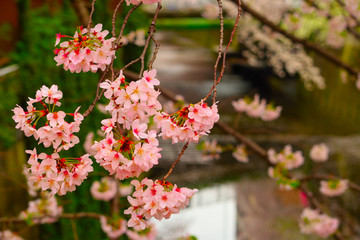 桜