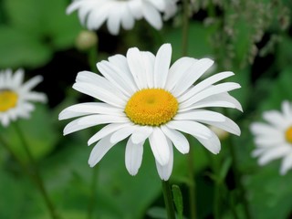Obraz premium Blooming daisy in the garden.