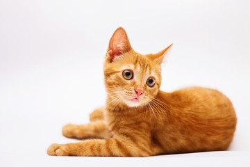 a handsome, cute, red, a small kitten lies on a white backdrop of c large eyes