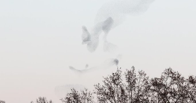 Murmuration. Suggestive flocks of starling dancing together in the sky over trees in a park at sunset. Starling. A flock of Birds. Starlings flying and changing the form. 