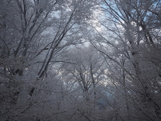 雪景色