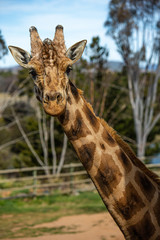 キリン
