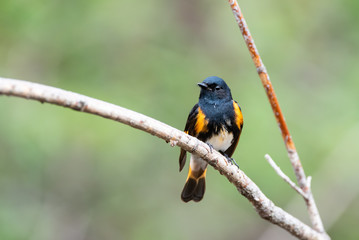 American Redstart