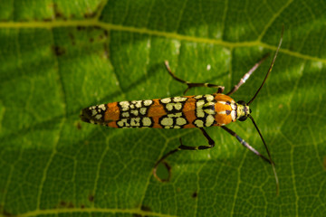 Ailanthus webworm
