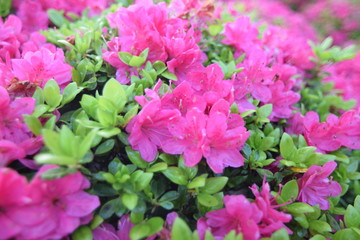 Fototapeta premium お花