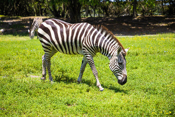 Fototapeta na wymiar Zebra in Safari West Palm Beach