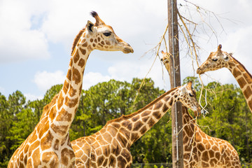 Giraffe In Safari