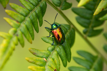 Dogbane Beetle