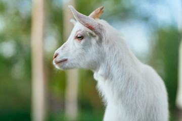 portrait of a goat