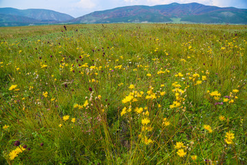field of yellow flowers