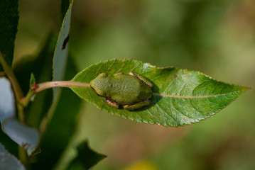 Gray Treefrog