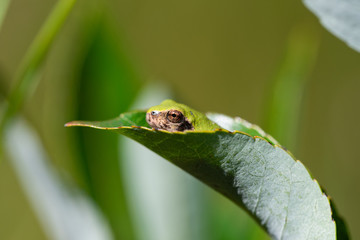 Gray Treefrog