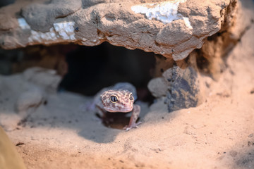 Lizard hiding in the stones. little Dragon. Close-up.