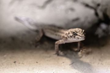 Lizard hiding in the stones. little Dragon. Close-up.