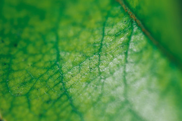 Texture of a green leaf as background sunny day macro photo