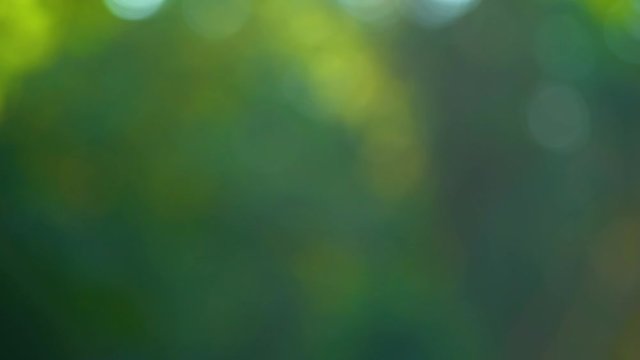 Beautiful green nature video bokeh background. Real time 4k footage.