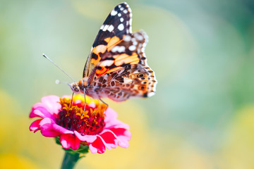 Fototapeta na wymiar Close-up macro of tortoiseshell butterfly sitting on a flower flower