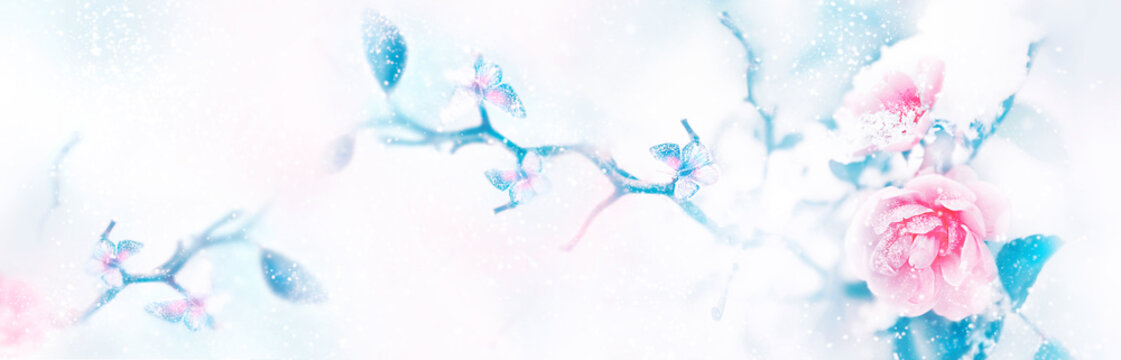 Pink roses and butterflies in the snow and frost on a blue and white background. Artistic winter natural image. Selective and soft focus. Copy space. Banner format.