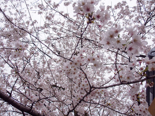 Wide view of Somei Yoshino Cherry Blossoms on the branches of a Sakura tree in full bloom. Chidorigafuchi Park, Chiyoda, Tokyo, Japan. Travel and Hanami festival.