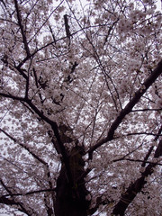 Wide vertical view of Somei Yoshino Cherry Blossoms on the branches of a Sakura tree in full bloom. Chidorigafuchi Park, Chiyoda, Tokyo, Japan. Travel and Hanami festival.