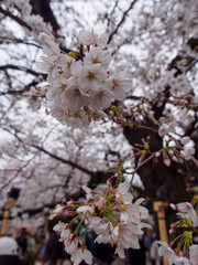 Wide closeup of blooming Somei Yoshino Sakura flowers. Vertical orientation. Chidorigafuchi Park, Chiyoda, Tokyo, Japan. Travel and Hanami festival.
