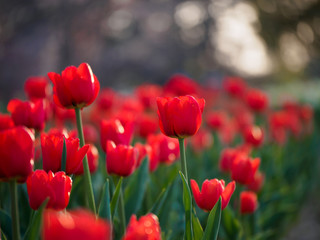 Closeup of a park field of red single-early tulips in the evening twilight. Suita, Osaka, Japan. Shallow focus. Travel and spring seasonal flowers.