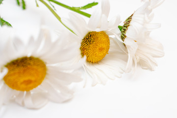Beautiful camomile daisy flowers, medicinal herbs on white background