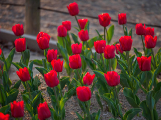Closeup of a flowerbed of red single-early tulips glowing in the sunset's light. Suita, Osaka, Japan. Travel and tourism.