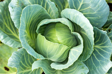 Organic cabbage growing on the ground in a greenhouse