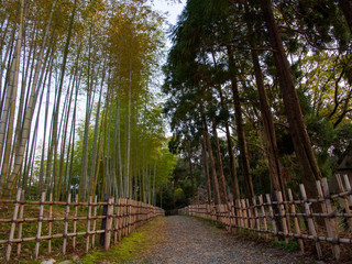 Wide angle view of a park path with bamboo groves and cedar trees at sunset. Suita, Osaka, Japan. Travel and nature.
