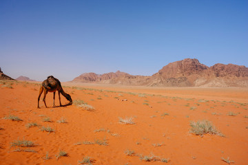 Camel in the desert of Jordan