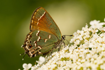 Juniper Hairstreak