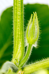 Squash blossoms and fruits growing in a greenhouse