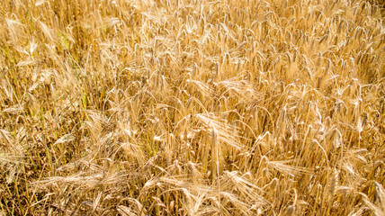 wheat crop