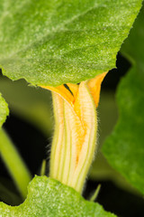 Squash blossoms and fruits growing in a greenhouse