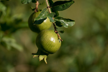Granada verde en el arbol en septiembre