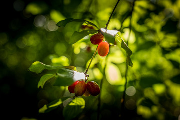 Obraz premium Chianni, Pisa, Tuscany - Ghiaccioni Waterfall