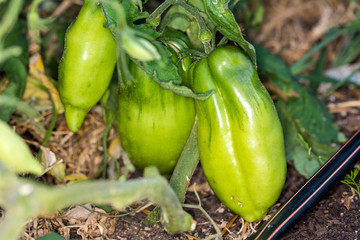 Organic peppers growing on vines in a greenhouse