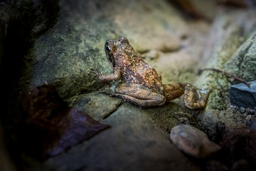 Chianni, Pisa, Tuscany - Ghiaccioni Waterfall
