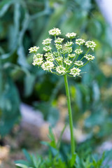 Dill flower blooms growing outside a greenhouse