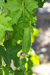 Organic cucumbers growing on vines outside a greenhouse