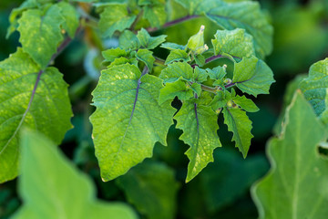 Small blossoms and leaves growing on a bush outside a greenhouse