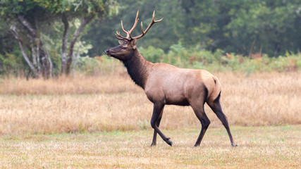 Roosevelt Elk - Bull