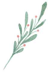 Hand painted watercolor christmas branch. Isolated on white background.
