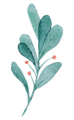 Hand painted watercolor christmas branch. Isolated on white background.